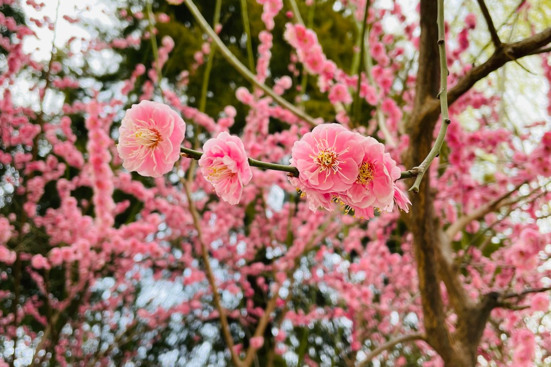 Le jardin de la Grande Vue&nbsp;(大观园)
